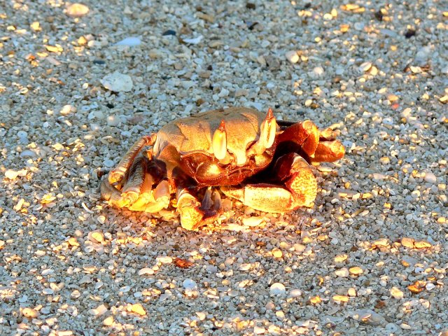 124- Un crabe etonnant surpris hors de son trou au coucher du soleil 